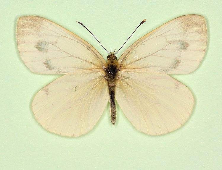 Pieris napi female (aberrant form fuscosignata) (Internet Image property of respective owner, non-commercial use only)
